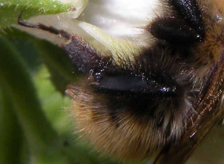 Probabile Bombus pascuorum